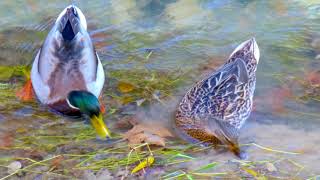 Truchas en el río Darro3 17 1 2018 [upl. by Thorvald78]