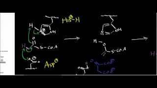 Biochemistry  Citrate Synthase Mechanism [upl. by Airamat]