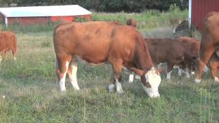 fleckvieh cows and calves [upl. by Gustavo557]