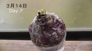 【球根Review】ヒヤシンス ブルージャケット を水栽培【Hyacinthus orientalis Blue Jacket】 [upl. by Andrew327]