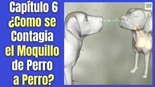 🛑 ¿CÓMO SE CONTAGIA EL MOQUILLO ENTRE PERROS Y CÓMO EVITARLO 🛑 [upl. by Ansley]