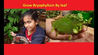 How to Grow Bryophyllum Ranapala by Leaf  Grow Patharchatt  Succulent plant [upl. by Feeney]