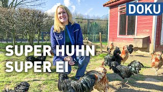 Das Hühnerleben  Super Huhn super Ei  dokus und reportagen [upl. by Weiss284]