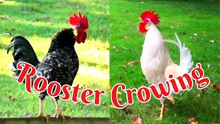 Compilation of Roosters Crowing [upl. by Yniattirb]