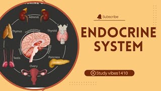 Endocrine System [upl. by Raddie]