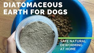 Diatomaceous Earth for Dogs  Safe and Natural Deworming at Home [upl. by Llenrahc]