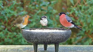 Birds Chirping and Tweeting in My Garden  Hear The Bullfinch and Long Tailed Tit Call [upl. by Atrebor]