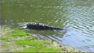 Crocodiles in Puerto Vallarta [upl. by Gregorius]