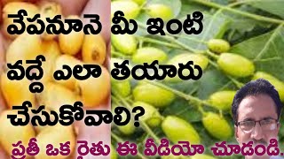 How to Make Neem Oil At HomeNSKEvepa nuneVepa nune Thayari In TeluguVepa nune thayariవేప నూనె [upl. by Aihtibat]