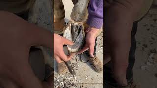 Repair horseshoes nail horseshoes horseshoes horseshoes Let’s get started part 2 [upl. by Dewayne]