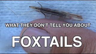 Foxtails What You Dont Know [upl. by Eihs]