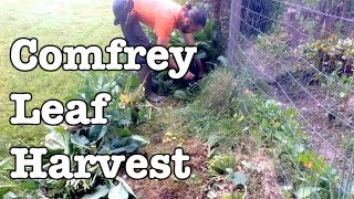 Comfrey  Leaf Harvest and Stacking Function [upl. by Bridie53]