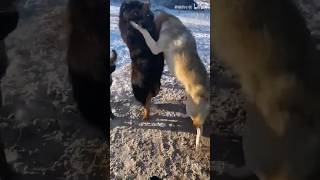 tibetan mastiff vs 3 wolfs fight 🔥animals wildlife shortsfeed shortsvideo viralvideo [upl. by Alair580]