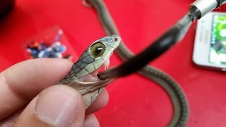 Why boomslang snake venom makes you bleed from your eyes [upl. by Icart236]