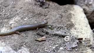 Ocellated Skink Chalcides ocellatus  Cyprus [upl. by Mahala]