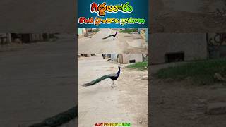 జనావాసలలో నెమళ్ళు సంచారం  Peacocks in village  గిద్దలూరు [upl. by Zebulon]