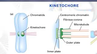 Lesson 39 kinetochore [upl. by Root]