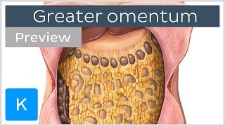 Overview of the Greater Omentum preview  Human Anatomy  Kenhub [upl. by Ayotnahs]