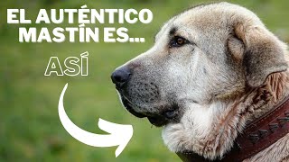 El auténtico Mastin Español es ASÍ [upl. by Yukio]