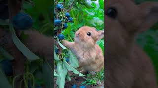 Rabbit eating blueberries🫐🫐 [upl. by Lecrad788]