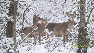 Abruzzo come in una fiaba i cervi nel bosco innevato [upl. by Nnaynaffit]