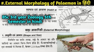 External Morphology of Palaemon in hindi  BSc 3rd year Zoology 5th Semester [upl. by Gromme]