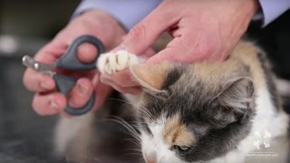 How to Safely Trim a Cats Nails  Vet Tutorial [upl. by Kress]