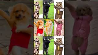 P22 Funny Animals Dance kids cute kidsfun funny dancing kidssong pets dogs cats monkey [upl. by Fita]