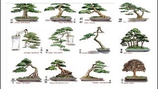 Những Dáng Thế Bonsai Cơ Bản Bạn Nhất Định Phải Biết  Bonsai styles  QH 01 [upl. by Remington]