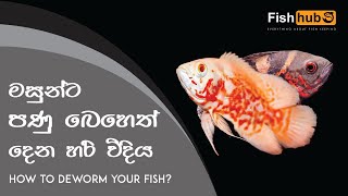 HOW TO Deworm Your FISH  Sinhala [upl. by Chung]