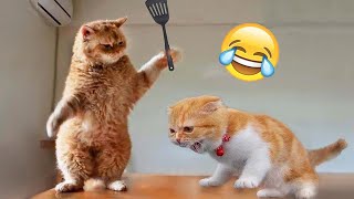 When God sends you a funny cat 😻 The funniest animals and pets 🤣 [upl. by Gievlos]