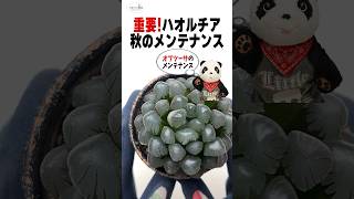 【多肉植物】重要！ハオルチア秋のメンテナンス 多肉植物 [upl. by Nocaj312]