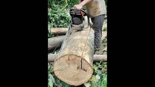 Full video👆👆👆 Chainsaw mean size cutting skill stihlchainsaw woodcutting shortvideo [upl. by Eldreda]