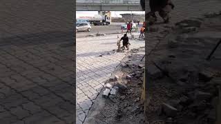 construction of busbar using pavement blocks [upl. by Grove]