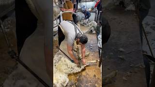 Brand New Heiniger Icon SFX Sheep Shearing Clippers in Action  Wow 😮 [upl. by Gibby]