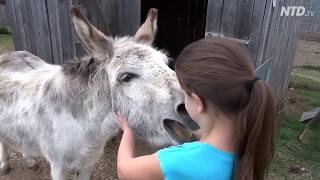 True Love  A Girl and her Donkey [upl. by Thgirw]