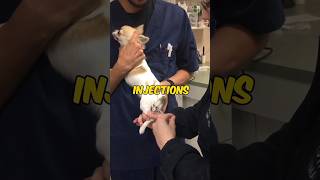 Why dogs are afraid of injections [upl. by Selokcin]