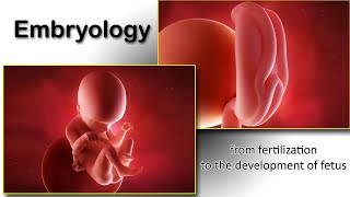 Embryology animation fertilization to development of the nervous system everything in one place [upl. by Ebaj]