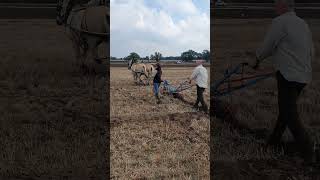 Ploughing with Horses at Collingham Ploughing Match  Saturday 16th September 2023 [upl. by Aihsoem]