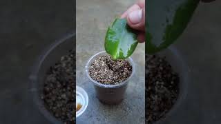 Methods and techniques for growing Christmas cactus from honey garden plants [upl. by Scever]