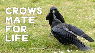 Crows mate for life [upl. by Kendra]