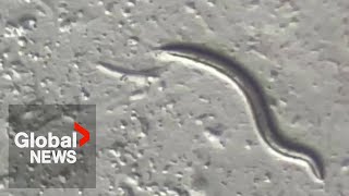 46000yearold worms squirm back to life after thawing from Siberian permafrost [upl. by Dafodil]