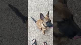 Malinois Puppy Obedience Training malinois belgianmalinois puppymalinois puppy [upl. by Dorelia]