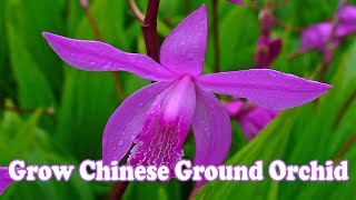 How To Grow Chinese Ground Orchid [upl. by Dennie]