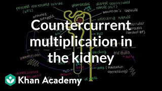 Countercurrent multiplication in the kidney  Renal system physiology  NCLEXRN  Khan Academy [upl. by Sylvia870]