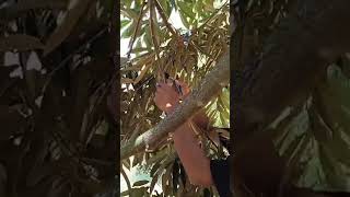 PRUNING BERSAMA BOS AGUS WIDODO  musang king [upl. by Gant876]