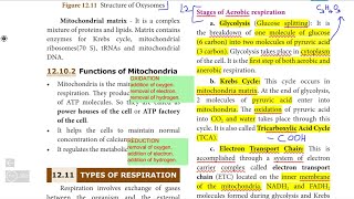 10th SCIENCE BIOLOGY Unit 12 QampA part4 Aerobic Anaerobic cellular respiration oxysomes Anatomy [upl. by Romie]