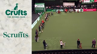 Scruffts Finals  Crufts 2024 [upl. by Jules]