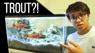 MICRO TROUTS for NEW 20 GALLON AQUARIUM [upl. by Imeon]