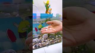 💦🐟 Try This For Oxygen Increase minifishtank waterlife fish subscribe [upl. by Serena]